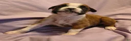 Boxer dogs for sale: Sage - Ad 1