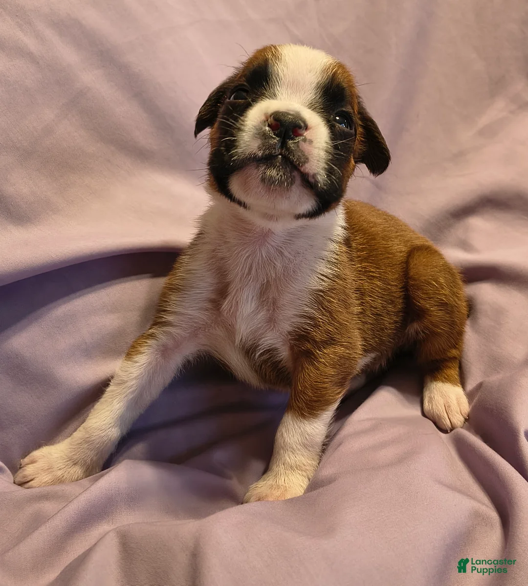 Boxer dogs for sale: Sage - Ad 1