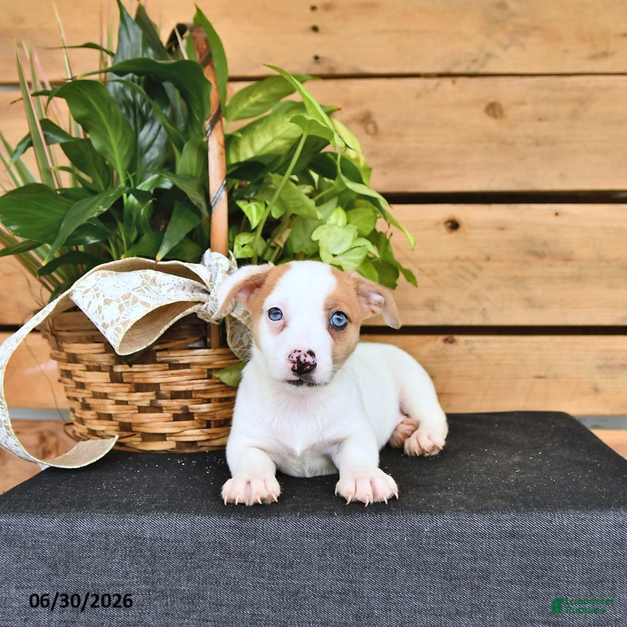 Jack Russell Terrier dogs Tilly - Ad 1