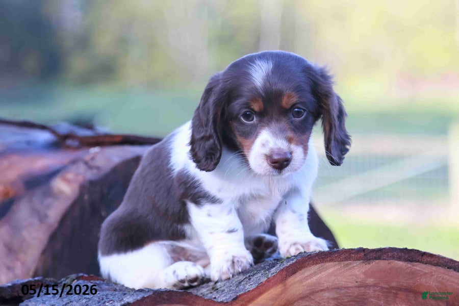 Miniature Dachshund dogs Mandi - Ad 2