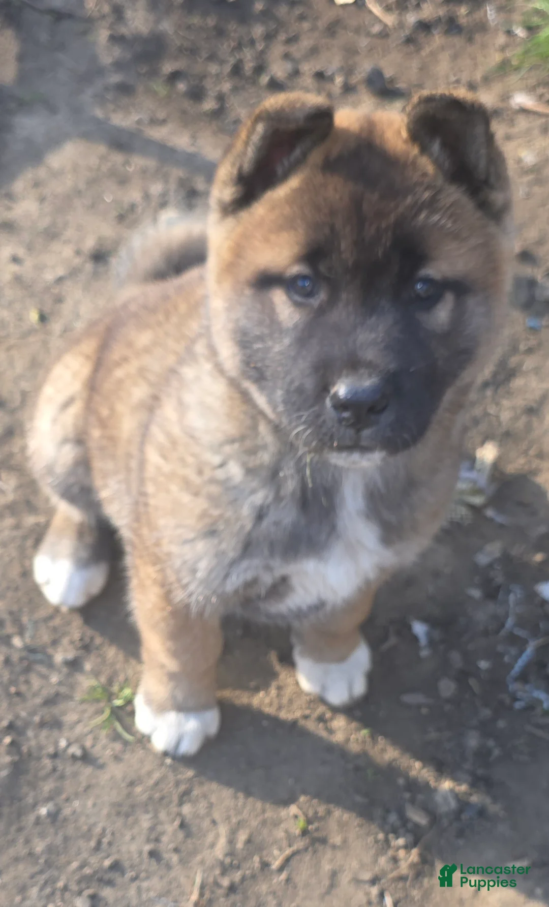 Akita dogs for sale: Akita Puppy 1 - Ad 2