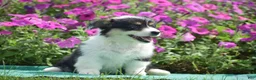 Welsh Corgi Pembroke dogs for sale: Jolene - Ad 9