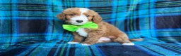 Cavapoo dogs for sale: Flame - Ad 6