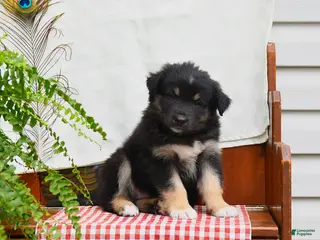 Australian Shepherd dogs for sale: Franz - Ad 2