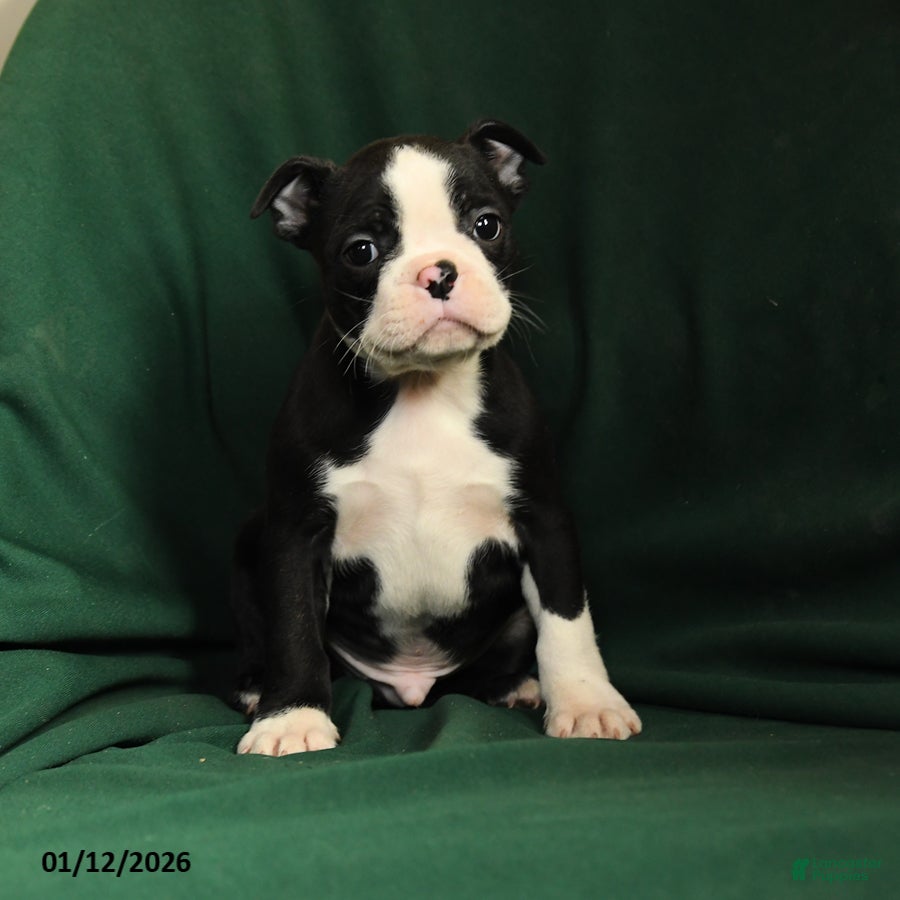 Boston Terrier dogs Finn - Ad 5