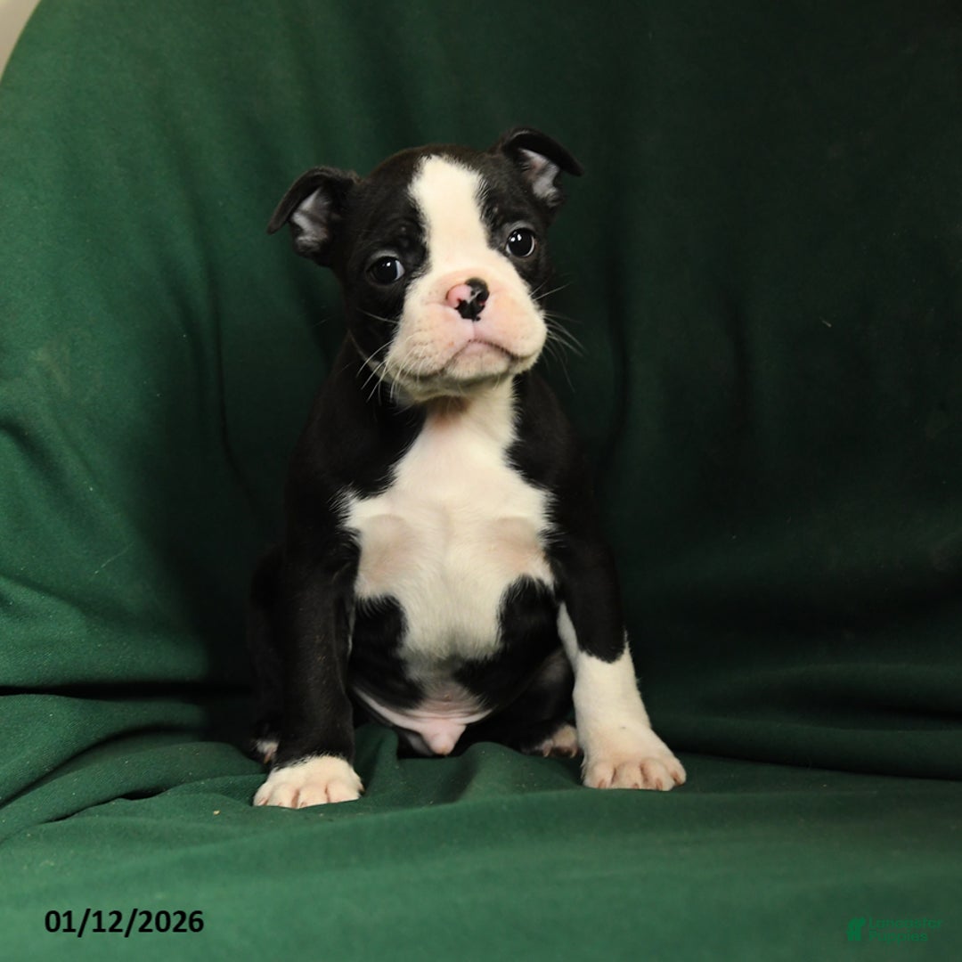 Boston Terrier dogs for sale: Finn - Ad 1