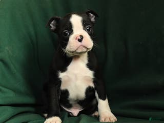 Boston Terrier dogs Finn - Ad 39
