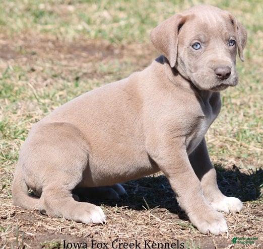 Great Dane dogs Hope - Ad 2