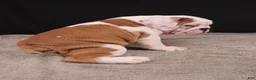 English Bulldog dogs for sale: Charlie  - Ad 30