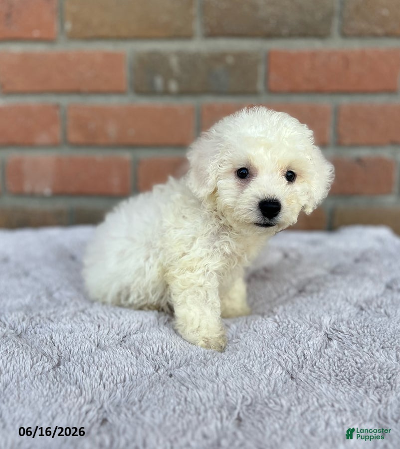Bichon Frise dogs Toby - Ad 2