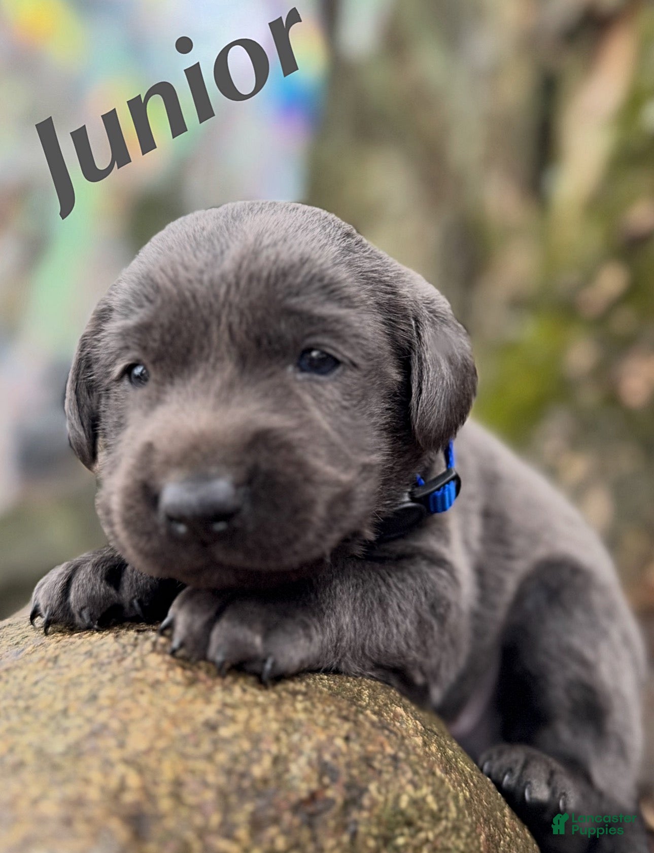 Labrador Retriever dogs Labrador Retriever Puppy 1 - Ad 2