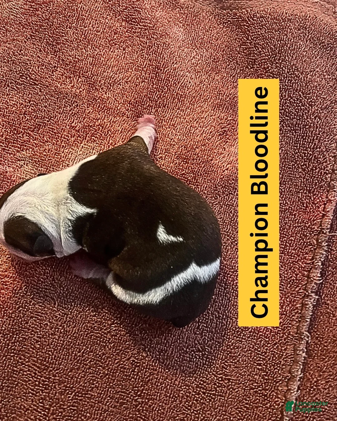 English Bulldog dogs for sale: Moon Pie - Ad 1