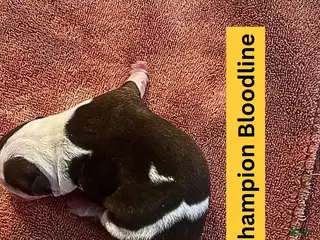 English Bulldog dogs Moon Pie - Ad 17