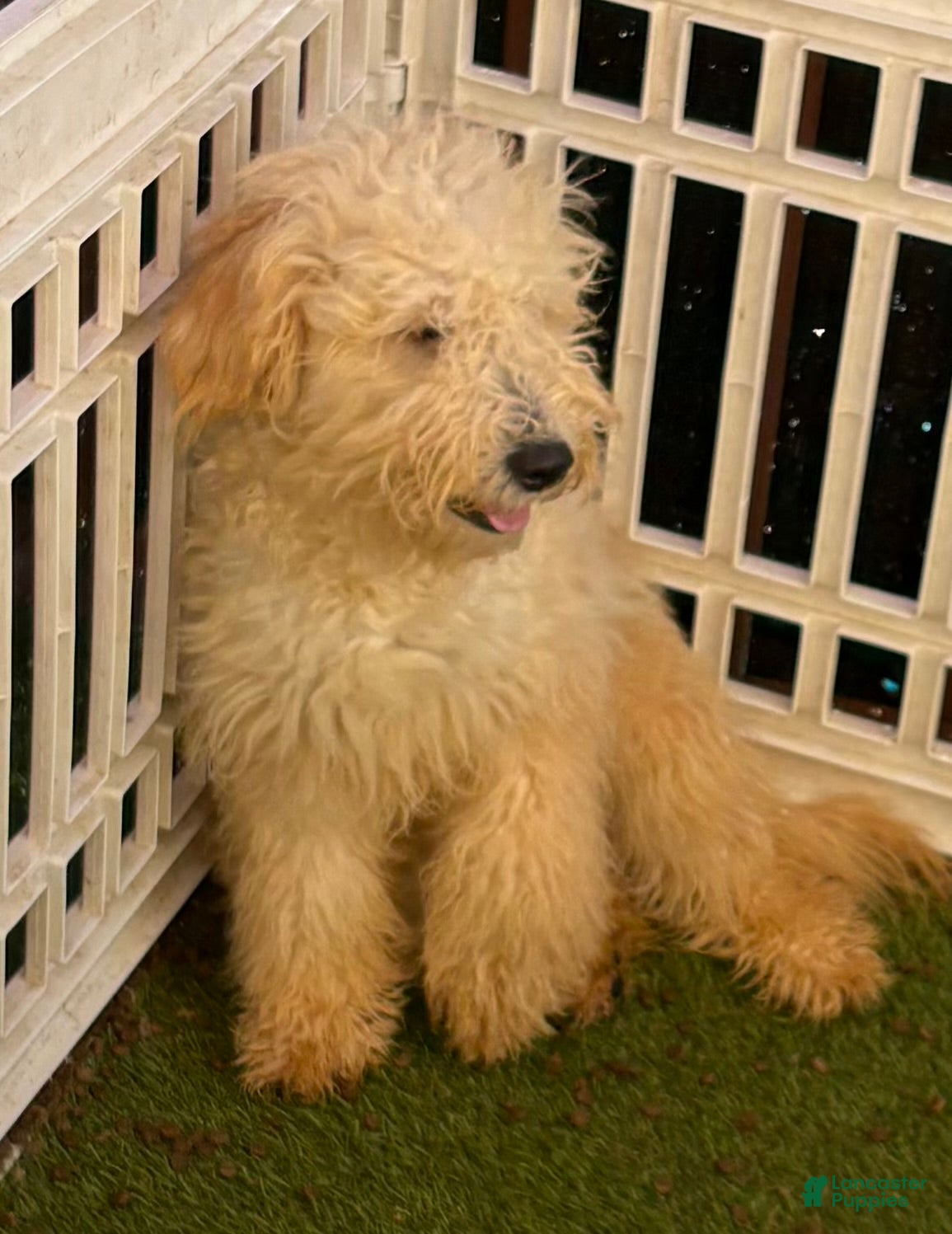 Goldendoodle dogs Honey - Ad 2