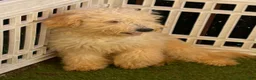 Goldendoodle dogs for sale: Honey - Ad 2