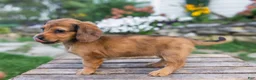 Miniature Dachshund dogs for sale: Honey - Ad 6