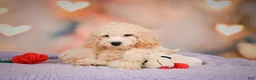 Cavapoo dogs for sale: pete - Ad 6