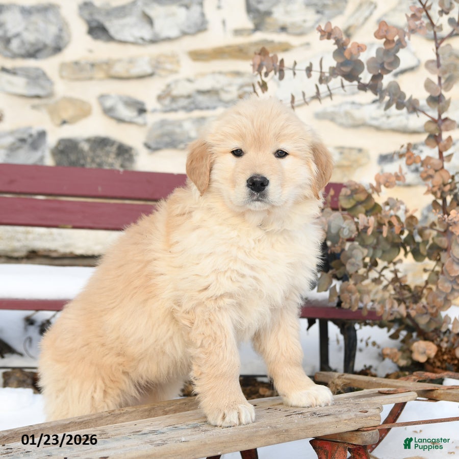 Mixed Breed dogs Mischief - Ad 14