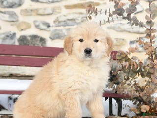 Mixed Breed dogs Mischief - Ad 14