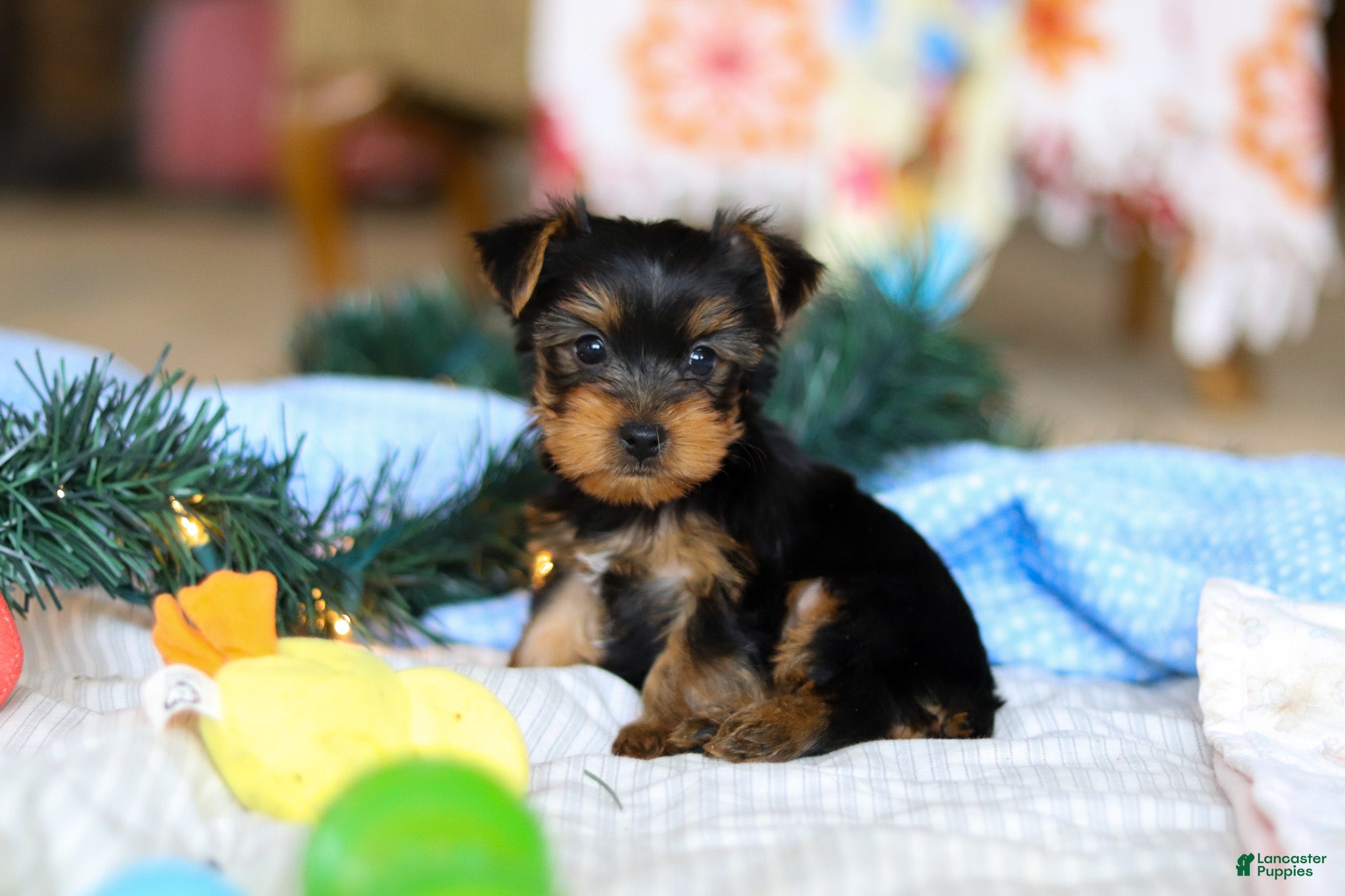 Yorkshire Terrier dogs Maverick - Ad 13