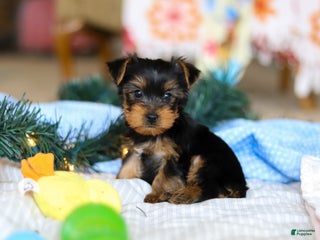 Yorkshire Terrier dogs Maverick - Ad 13