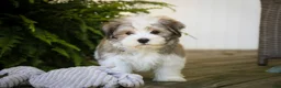 Havanese dogs for sale: Darcy Havanese  - Ad 4