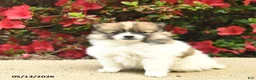 Pomeranian dogs for sale: Bluebell  - Ad 1