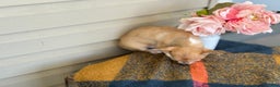 Chihuahua dogs for sale: Quincy - Ad 6