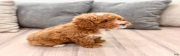 Miniature Poodle dogs for sale: Archie - Ad 4