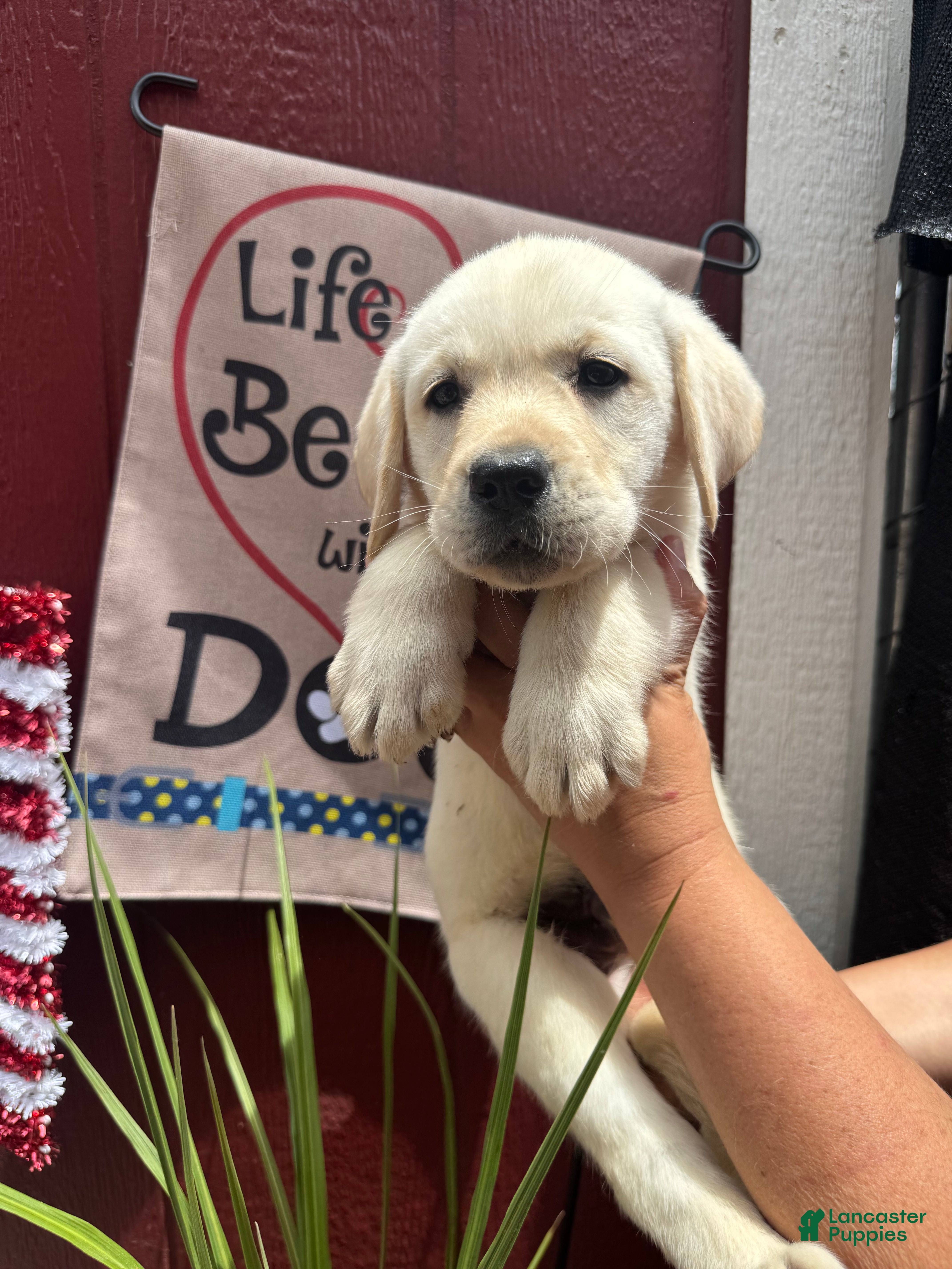 Labrador Retriever dogs for sale: Labrador Retriever Puppy 1 - Ad 6