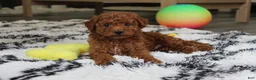 Bichpoo dogs for sale: Jonny - Ad 8