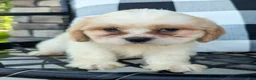 Mixed Breed dogs for sale: Sammy - Ad 4
