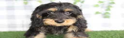Cavapoo dogs for sale: Brava - Ad 1