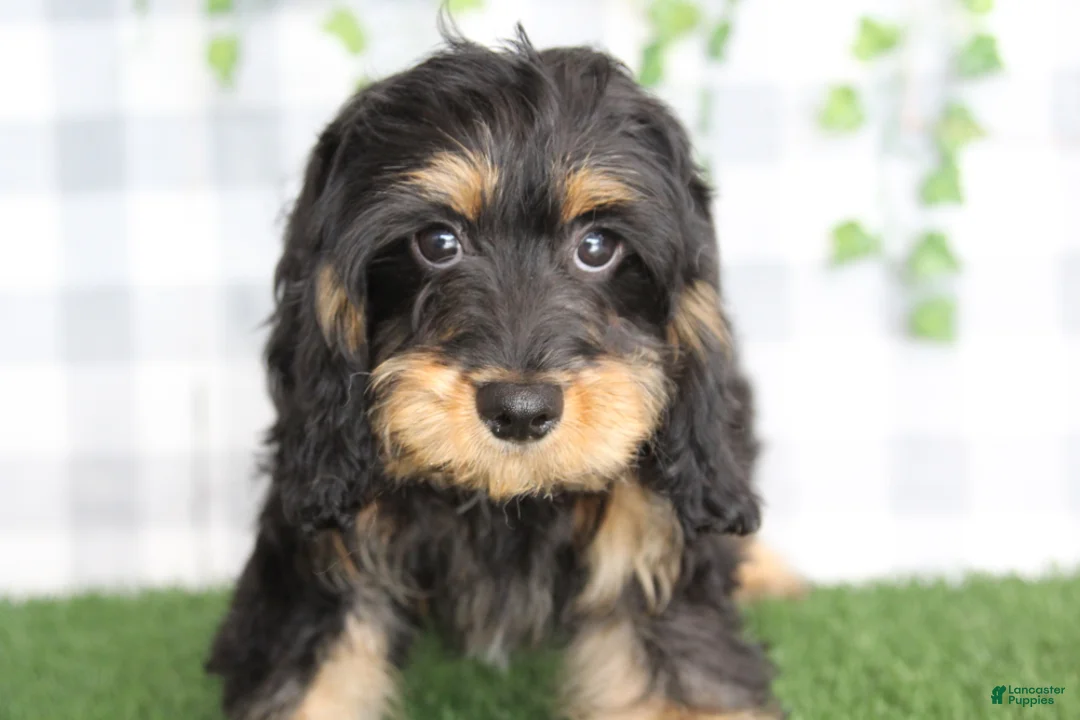 Cavapoo dogs for sale: Brava - Ad 1