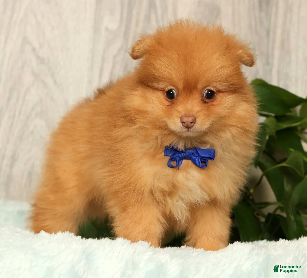 Pomeranian dogs for sale: Cosmo - Ad 2