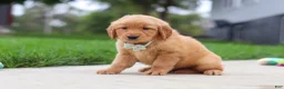 Golden Retriever dogs for sale: Ezekiel 🐶 - Ad 5