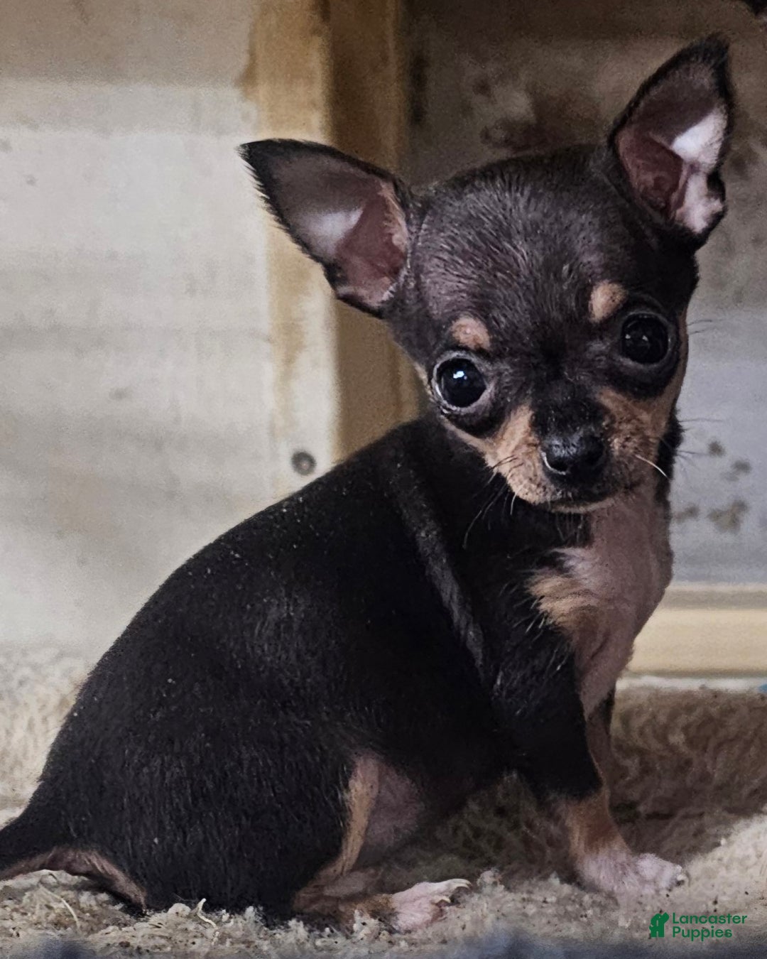 Chihuahua dogs for sale: Pixie - Ad 3