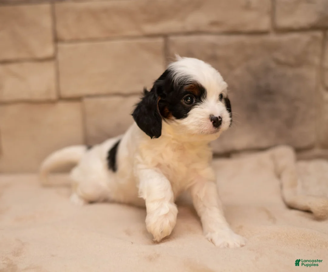Cavapoo dogs for sale: Mocha  - Ad 9