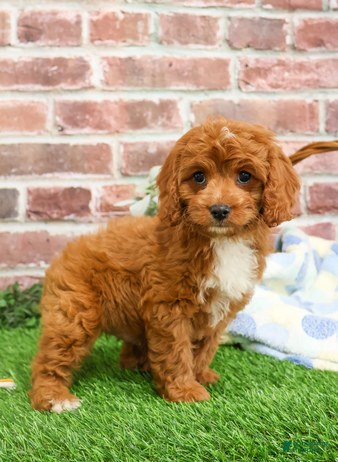 Cavapoo dogs for sale: Baxter - Ad 3