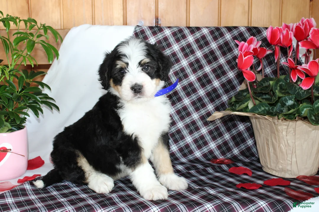 Bernedoodle dogs for sale: Spiderman - Ad 1