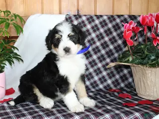 Bernedoodle dogs Spiderman - Ad 22