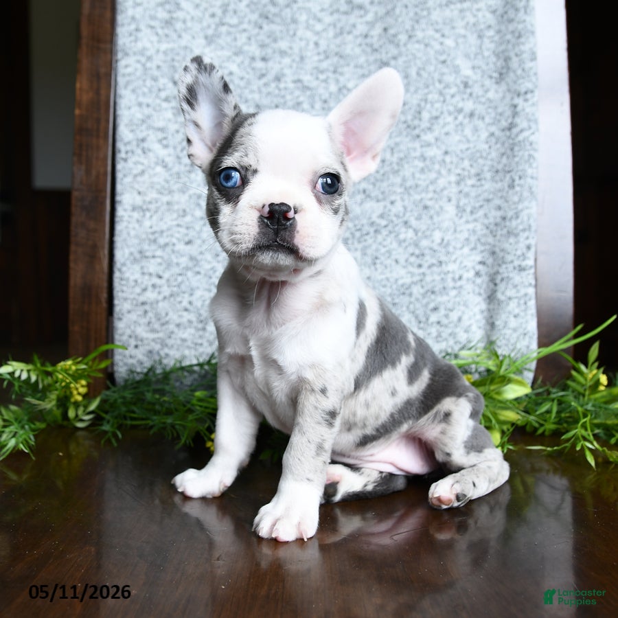 Boston Terrier dogs Erin - Ad 1
