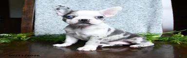 Erin