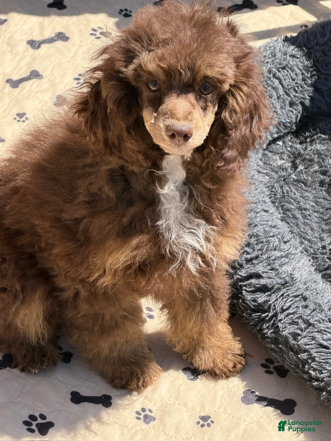 Miniature Poodle dogs for sale: Twix - Ad 3