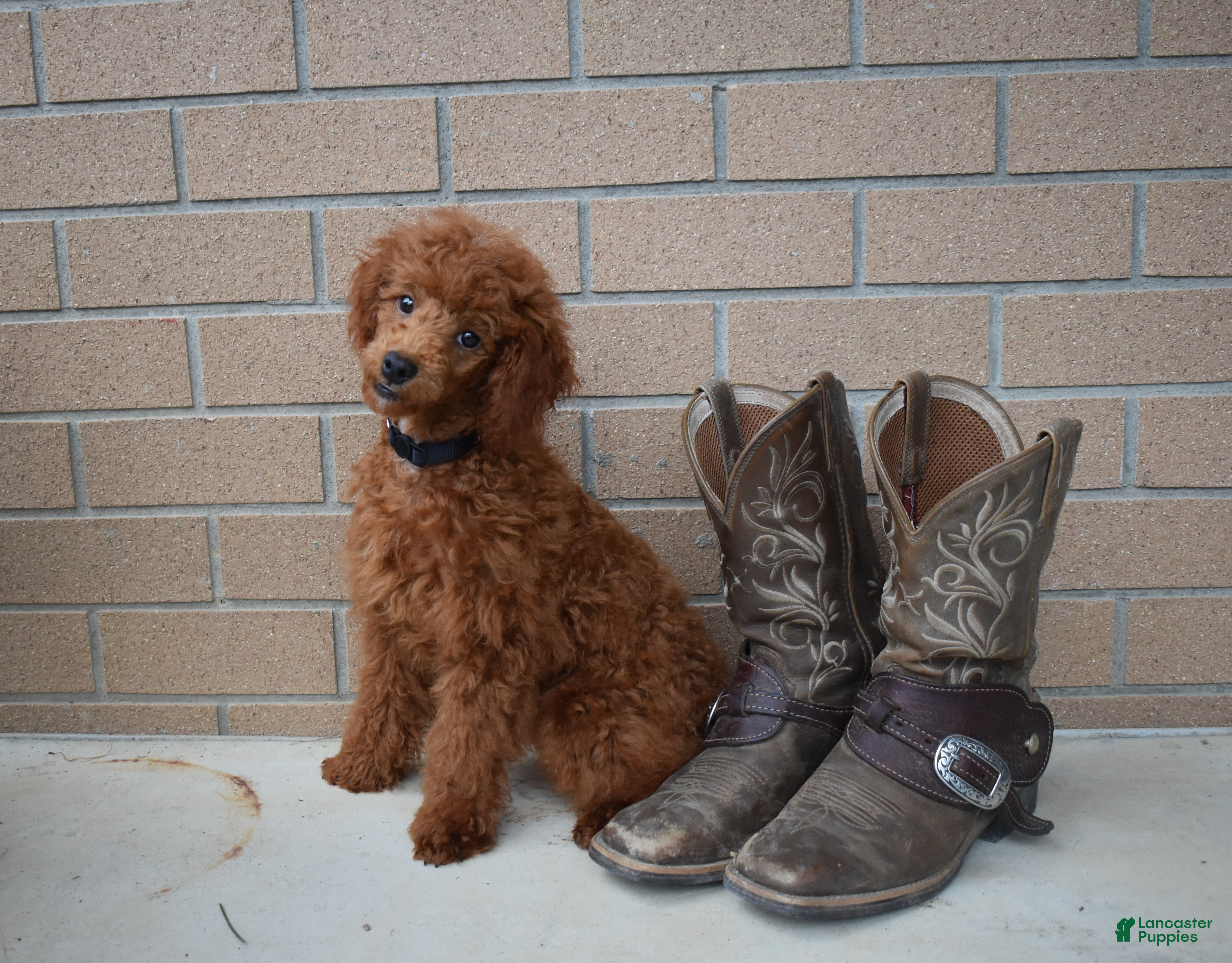 Miniature Poodle dogs Denver  💕🐶 - Ad 2