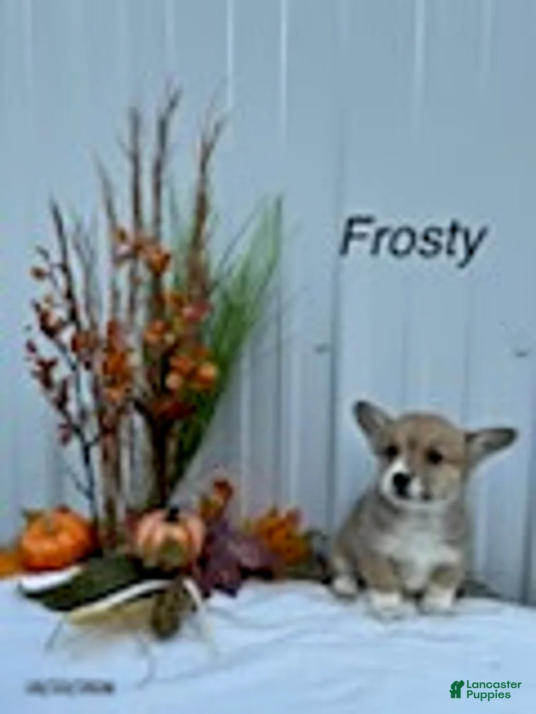 Welsh Corgi Pembroke dogs for sale: Frosty - Ad 1