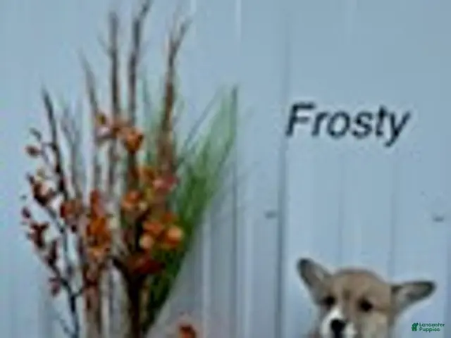 Welsh Corgi Pembroke dogs for sale: Frosty - Ad 42