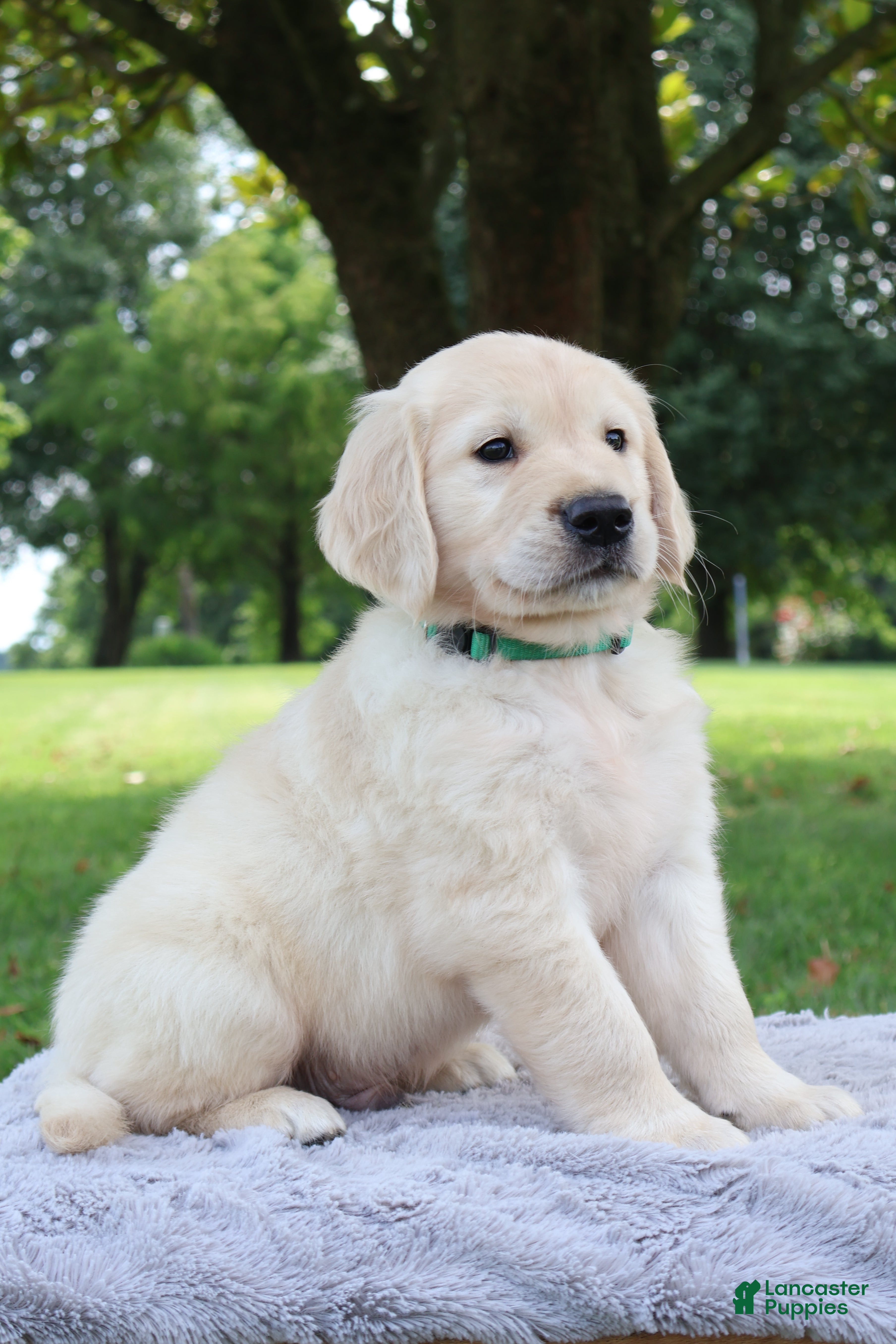 Golden Retriever dogs Golden Retriever 3 Chase - Ad 15