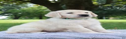 Golden Retriever dogs for sale: Golden Retriever 3 Chase - Ad 1