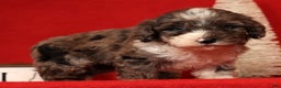 Miniature Poodle dogs for sale: Mason - Ad 6